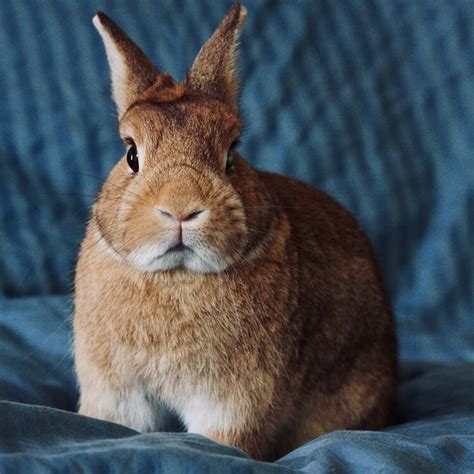Rabbit near me - If you would like to pick up a 20lb box of Timothy hay, please reserve one by sending us an email so we can have it ready for quick pickup! Our store is located at: 2513 Weaver Street. Suite A. Haltom City, TX 76117. We can be contacted by emailing: thebunnyburrowrr@gmail.com.
